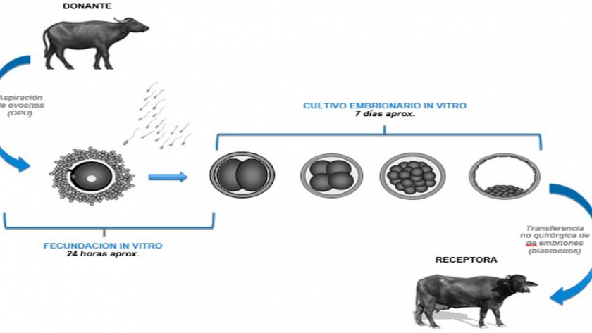Búfalos: con la fertilización in vitro se mejorará la genética