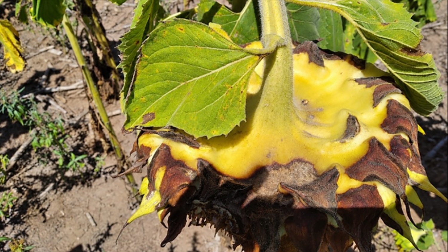 Girasol: cómo influiría un año Niño en los riesgos sanitarios