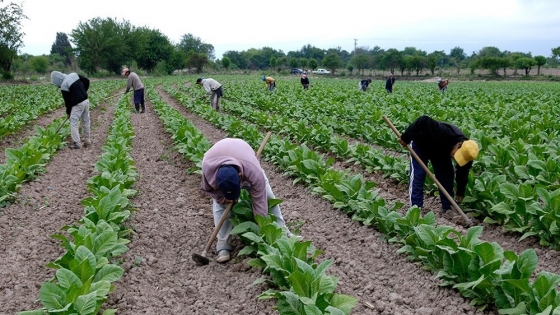 Producción en Guaymallén: polo comercial e industrial hortícola