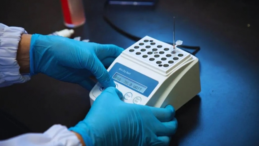 El INTA y el CONICET desarrollan un nuevo método de diagnóstico molecular de la tristeza bovina