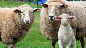La Argentina exporta carne ovina con hueso congelado a China