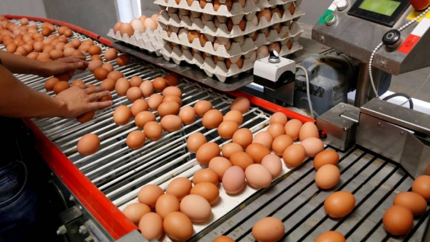 Salmonella: la tecnificación de los galpones de ponedoras le cierra los caminos a la bacteria