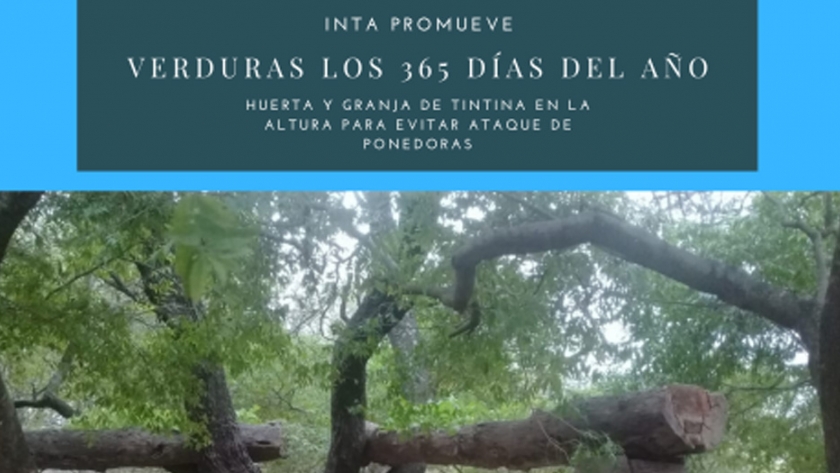 Verduras los 365 días del año