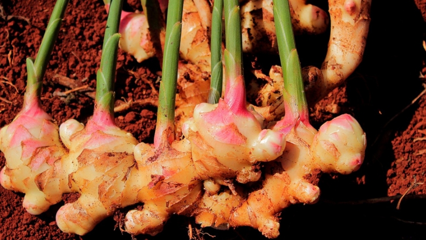 Jengibre: un cultivo innovador que posiciona a Misiones como principal proveedor del mercado nacional 