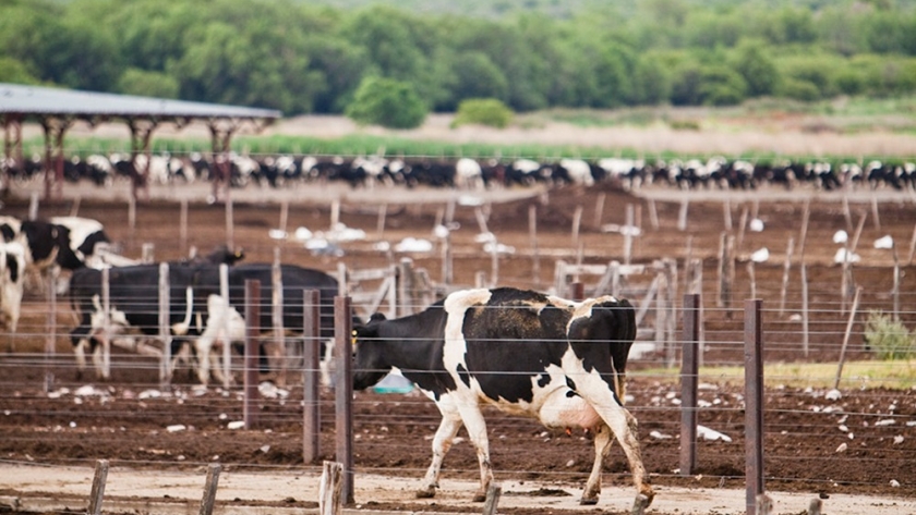 Una científica argentina diseñó una cepa viral contra una enfermedad bovina que no tiene cura