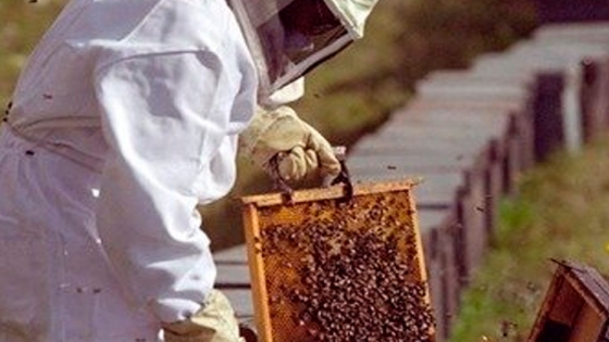Asociación de Apicultores de Dolavon buscará agregarle valor a la miel que se produce en el Valle