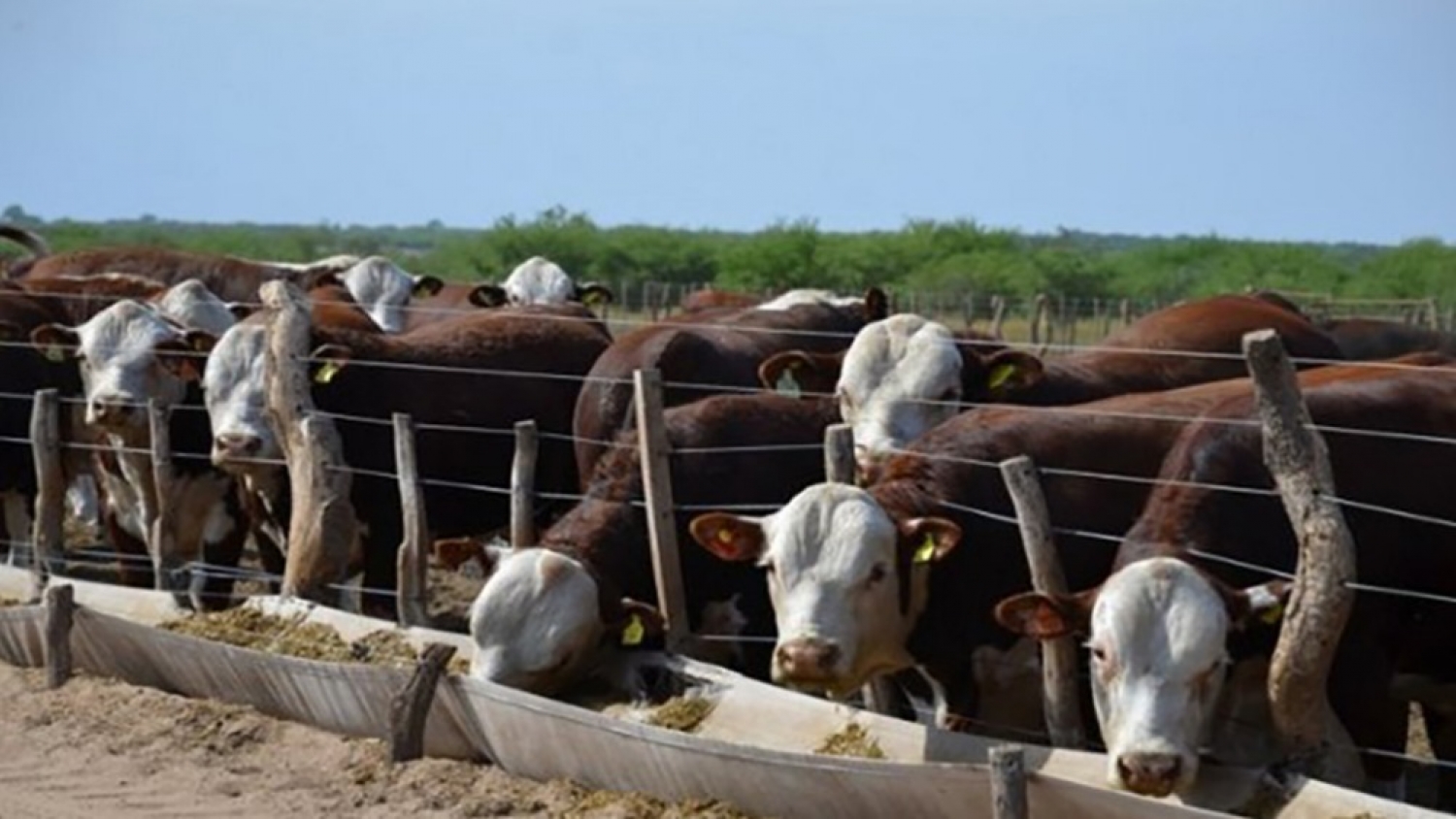 Alerta sanitaria en los feedlots: detectan virus sincitial bovino en el 48% de los pulmones con neumonía analizados en Córdoba