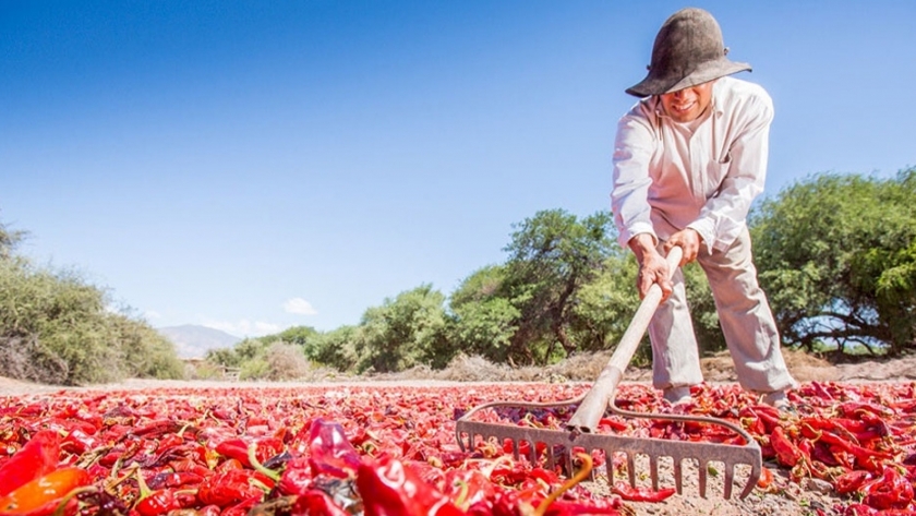 Se estableció el valor de referencia del kilo de pimiento para pimentón