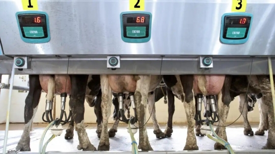 El uso de tecnología de alta automatización en la sala de ordeño de vacas