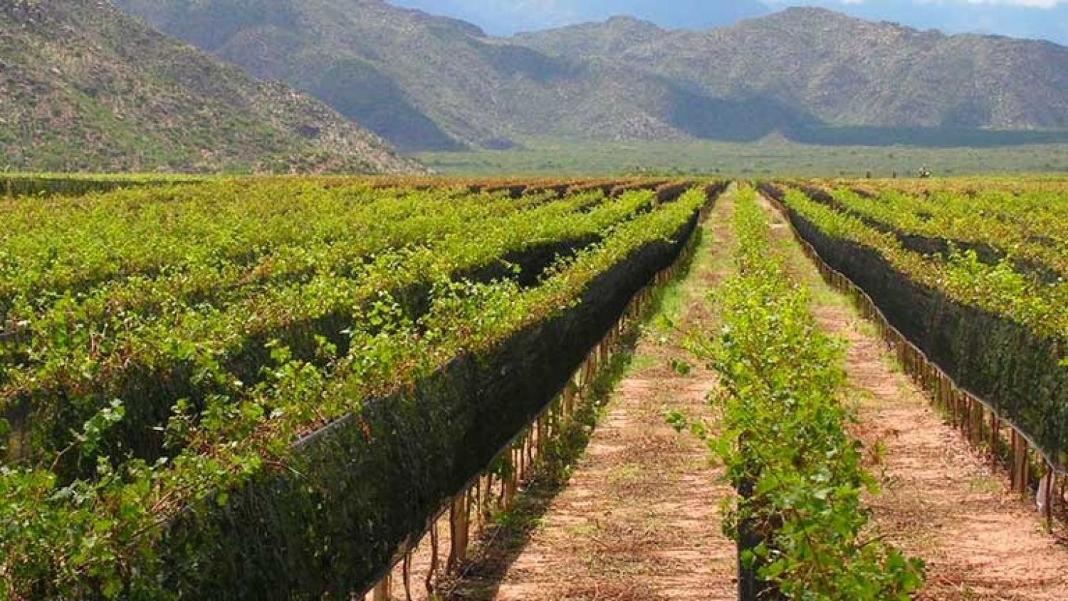 Chilecito consolida la oferta enoturística en La Rioja