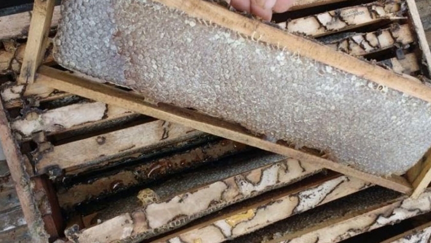 El Gobierno apunta a la certificación de procesos productivos apícolas para un Chaco Sostenible