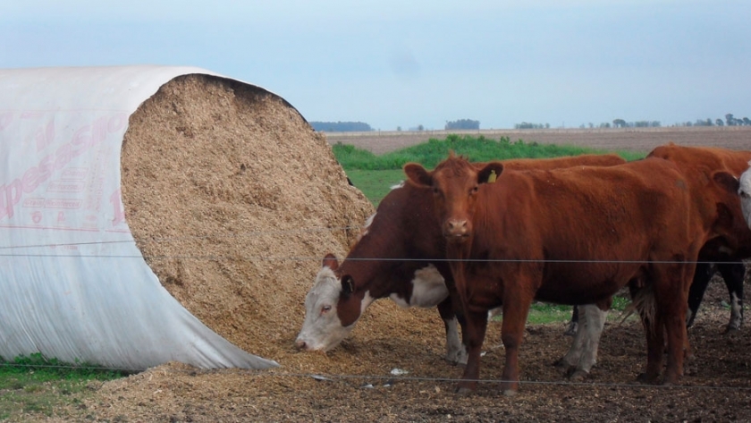 Forrajes, cómo implementar su conservación