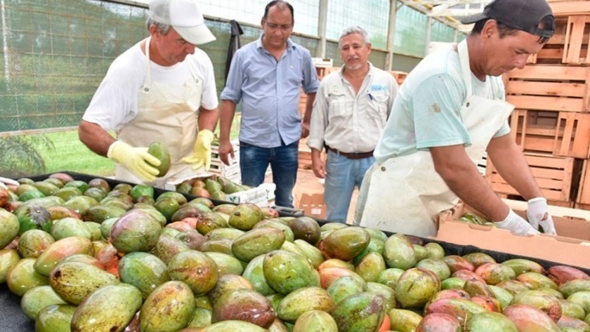 Trescientos mil kilos de mango salieron desde Formosa hacia los mercados nacionales
