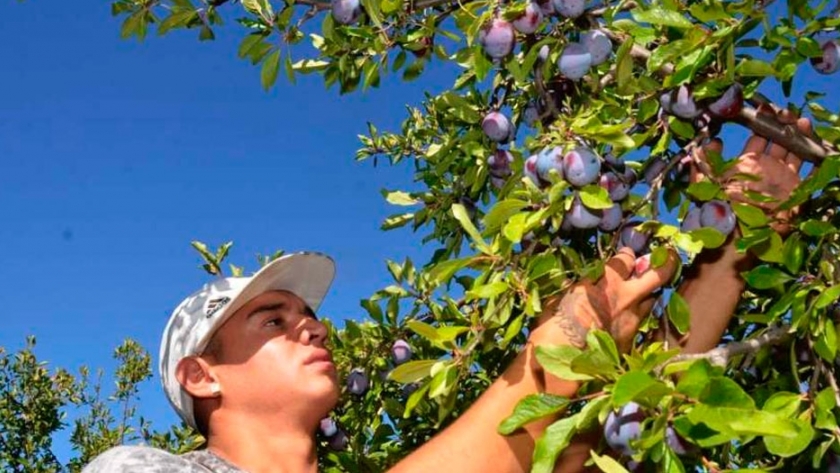 Ciruela, el sector registra un segundo año de caídas en la producción 