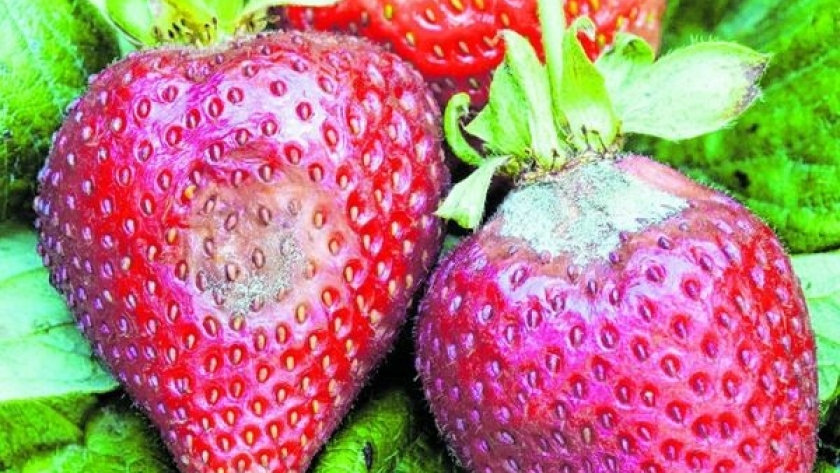 Pulsos de luz para inhibir al patógeno de las frutillas