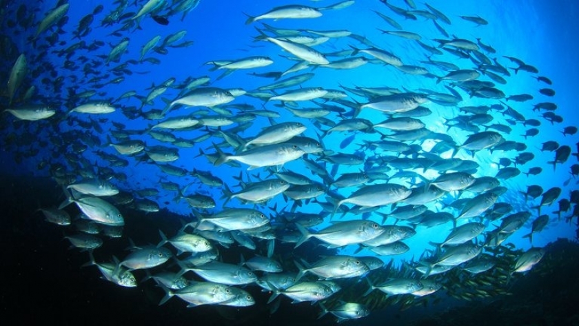 Sader anunció el levantamiento de las restricciones para la captura de atún en el Pacífico
