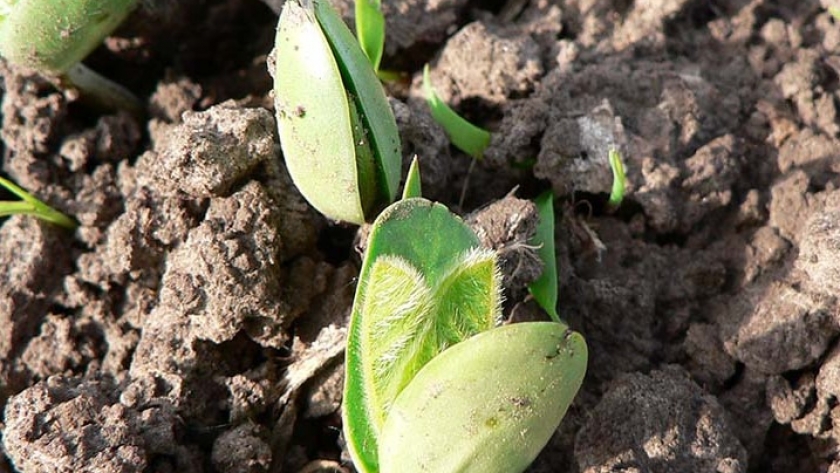 Chubut avanza en la creación del proyecto de producción de bioinsumos