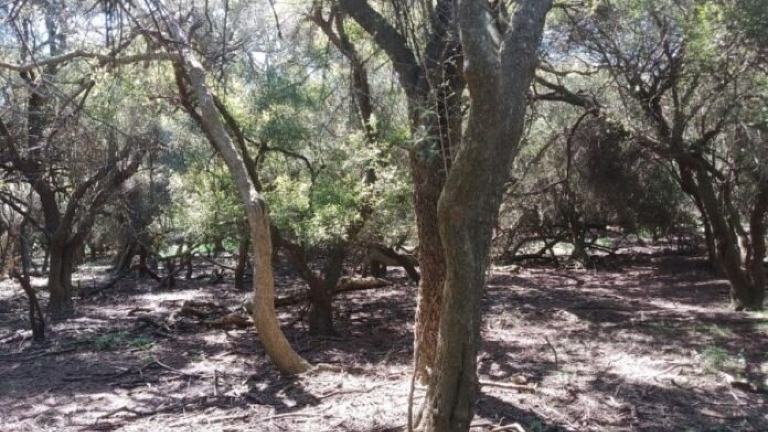 Bosques nativos: revalorizan los talares del este bonaerense