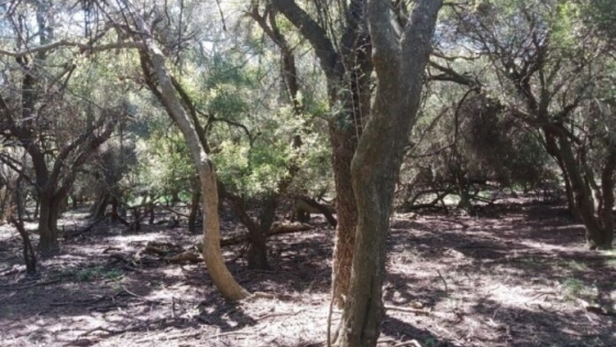 Bosques nativos: revalorizan los talares del este bonaerense