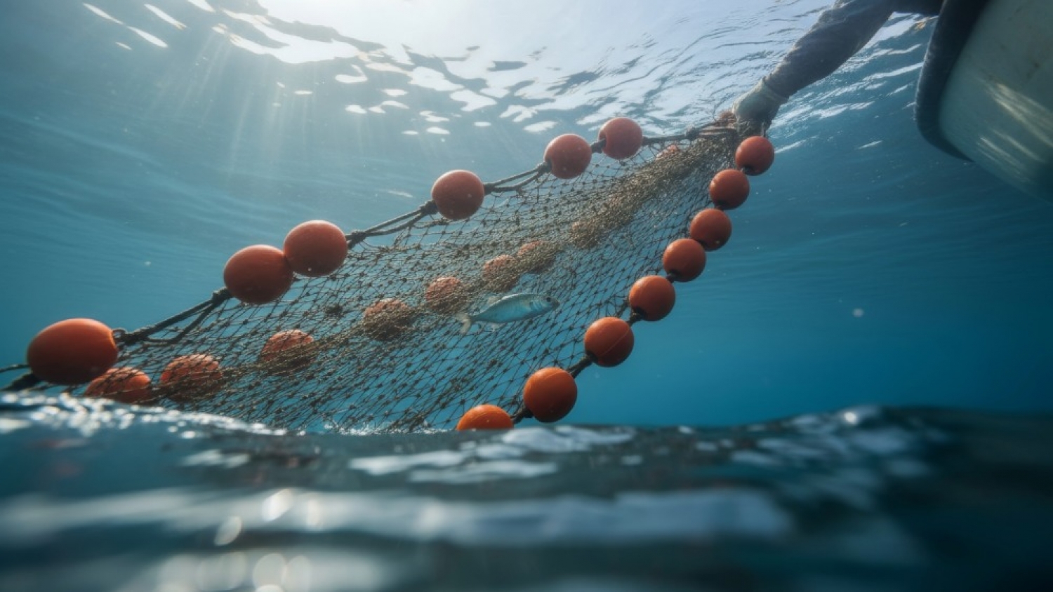 Argentina avanza en la digitalización para acelerar exportaciones pesqueras a la Unión Europea