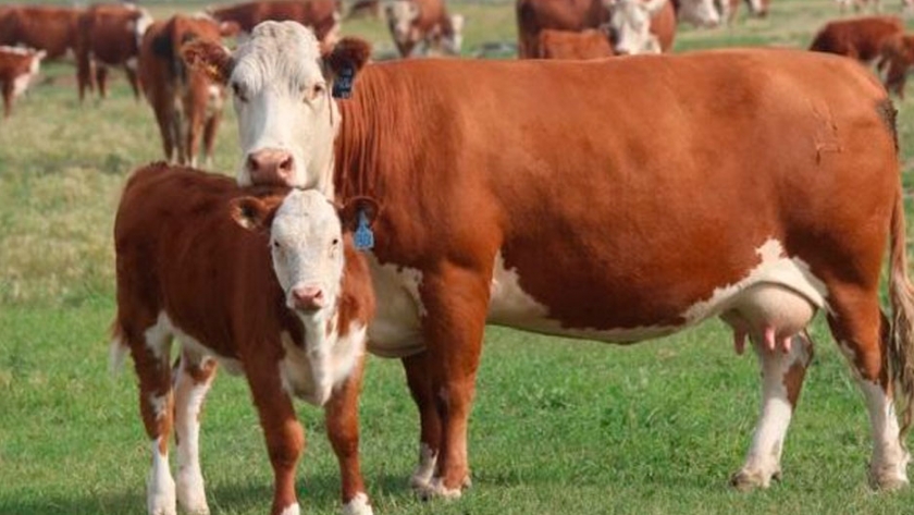 Un fideicomiso ganadero ofrece una rentabilidad garantizada de 14% en dólares
