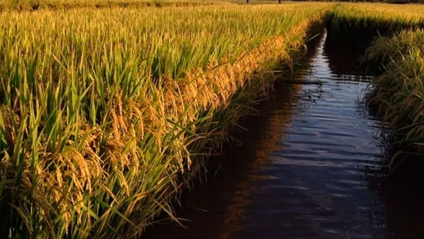 Cómo es la producción de arroz y pacú, una tendencia que crece en el NEA