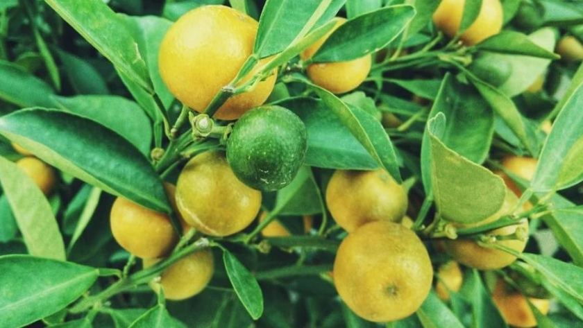 Terri Citrus: la tradición limonera argentina que llega a más de 20 países
