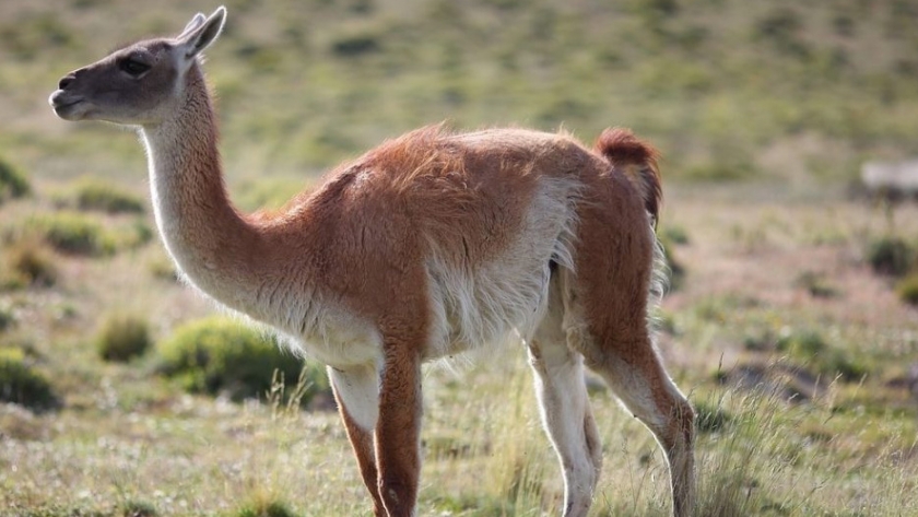 Córdoba y otras tres provincias se unieron para proteger su biodiversidad