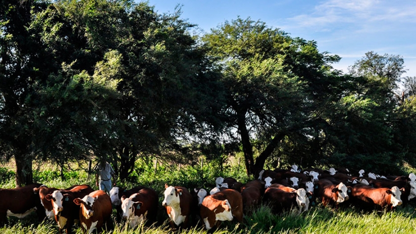 Ante la inminente llegada de las altas temperaturas, cómo reducir el estrés calórico en bovinos