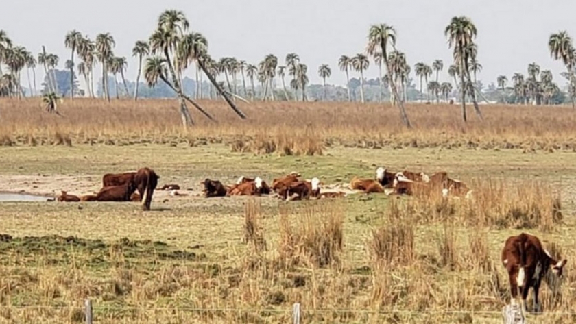 En San Luis del Palmar comienza la entrega de alimento para ganado a pequeños productores afectados por la sequía
