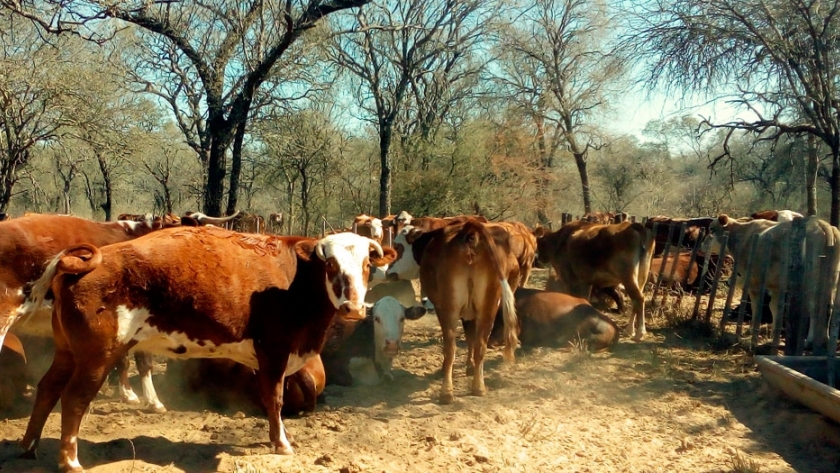 Estrés por calor: las vacas también sufren