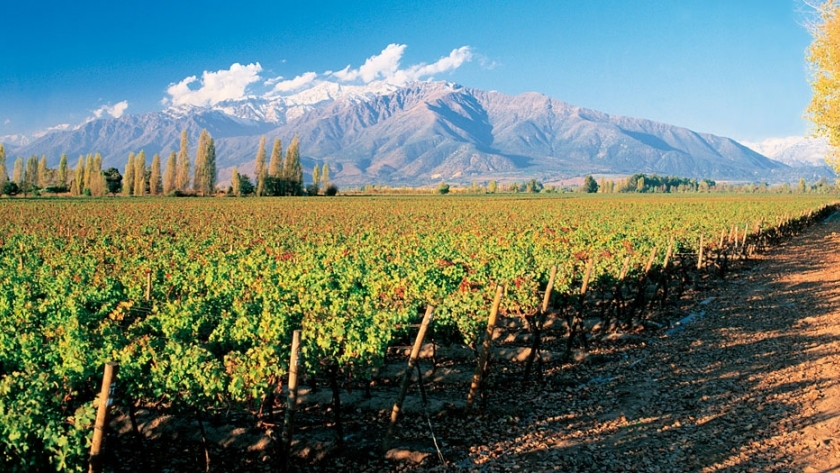 Viñas de Alto Salvador: La única bodega en Argentina que produce vinos orgánicos y veganos