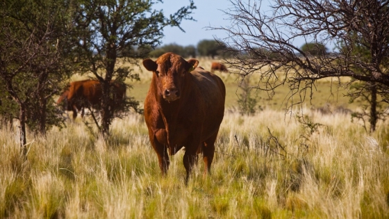 La Pampa: Vacunación y medidas sanitarias ante un caso de carbunclo