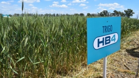 Hito: el trigo HB4 más cerca de Estados Unidos