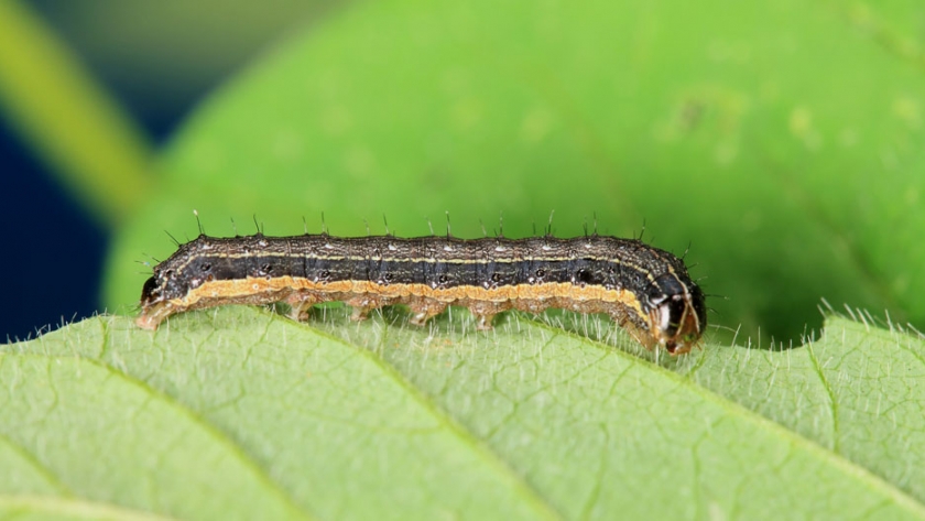 Informe de lepidópteros del 26 de enero al 1º de febrero