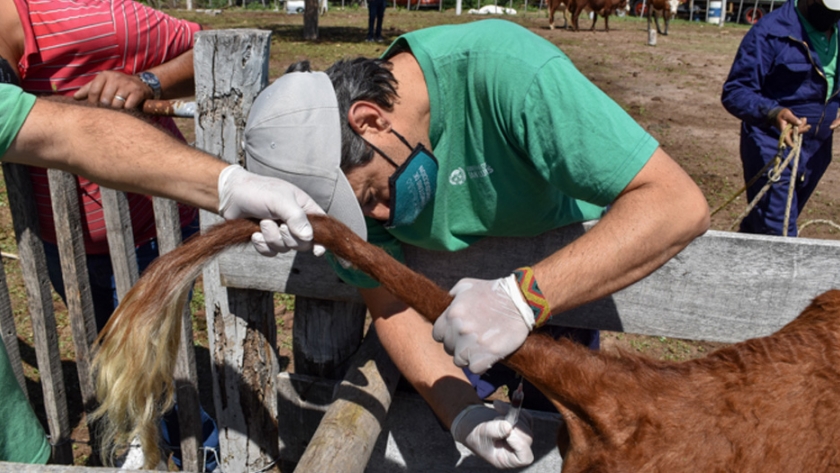 Continúan las acciones para resguardar la sanidad animal en la provincia