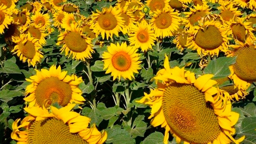 El 88% del girasol entrerriano presenta una condición entre Muy Buena a Buena