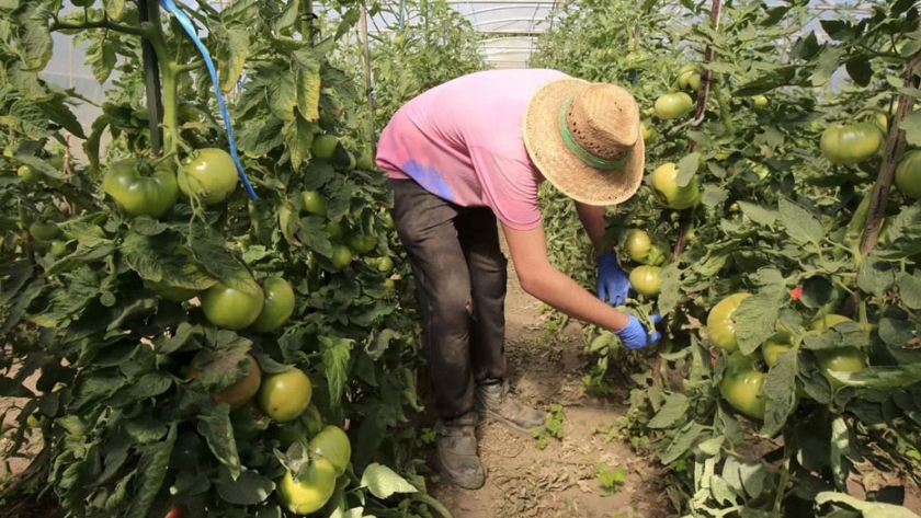 Una nueva certificación en grupo facilitará el acceso a pequeños productores al sello ecológico