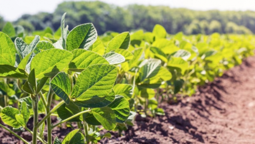 Soja en definición, girasol con rindes récord y maíz bajo presión: el clima reconfigura la campaña