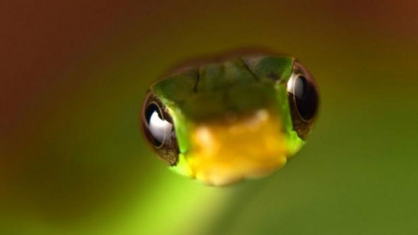 Desde una rana diminuta a una nueva víbora, estas son algunas de las increíbles especies descubiertas en Bolivia
