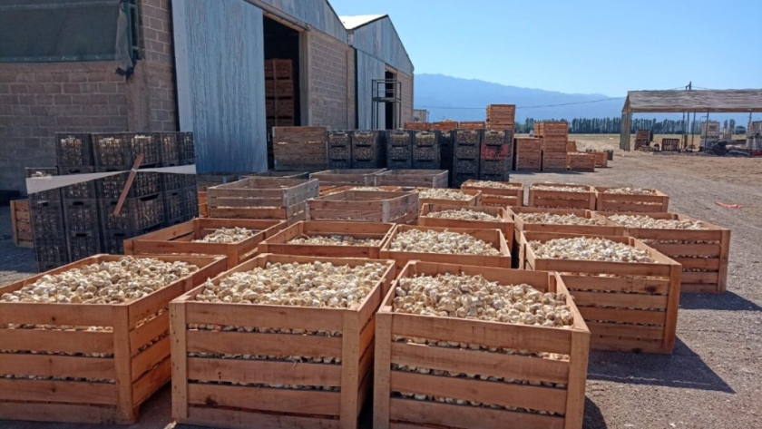 Hortícola Riojana exportó más de 90 mil kilos de ajo a Brasil