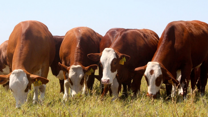 Interesante semana para Cambio Rural Entre Ríos. La ganadería se potencia y se presentan nuevos grupos