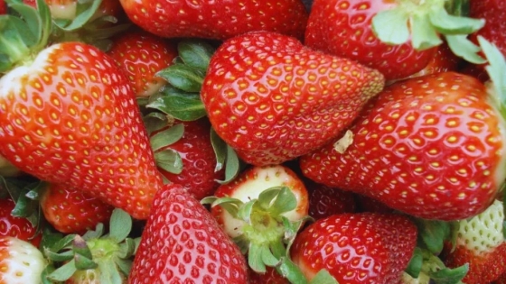 Innovación chaqueña: polvos frutales que extienden la vida de frutillas y mamones