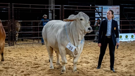 Por primera vez en Argentina: jura ganadera nocturna y gran consagración de la raza Brahman