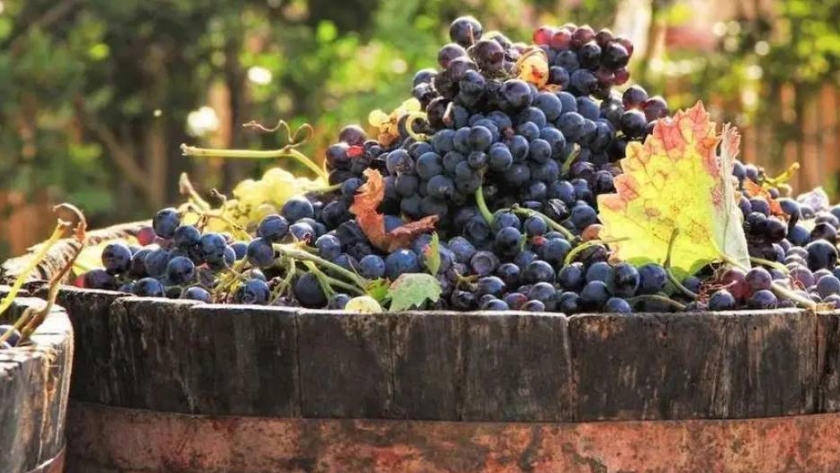 Mendoza le pone precio a la uva Malbec para contrarrestar los efectos de la pandemia