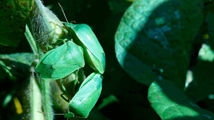 Insectos y bacterias, aliados contra la soja