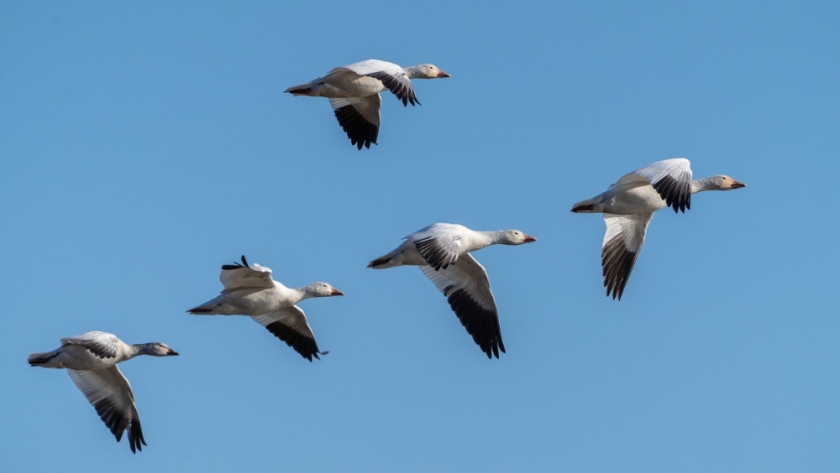 AgriNerds Develops Predictive Tool to Help Farmers Combat Avian Flu