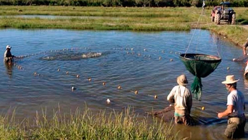 Cómo es la producción de arroz y pacú, una tendencia que crece en el NEA