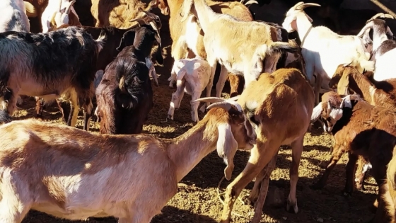 Zampa: la planta clave para suplementar cabras en La Rioja durante el invierno