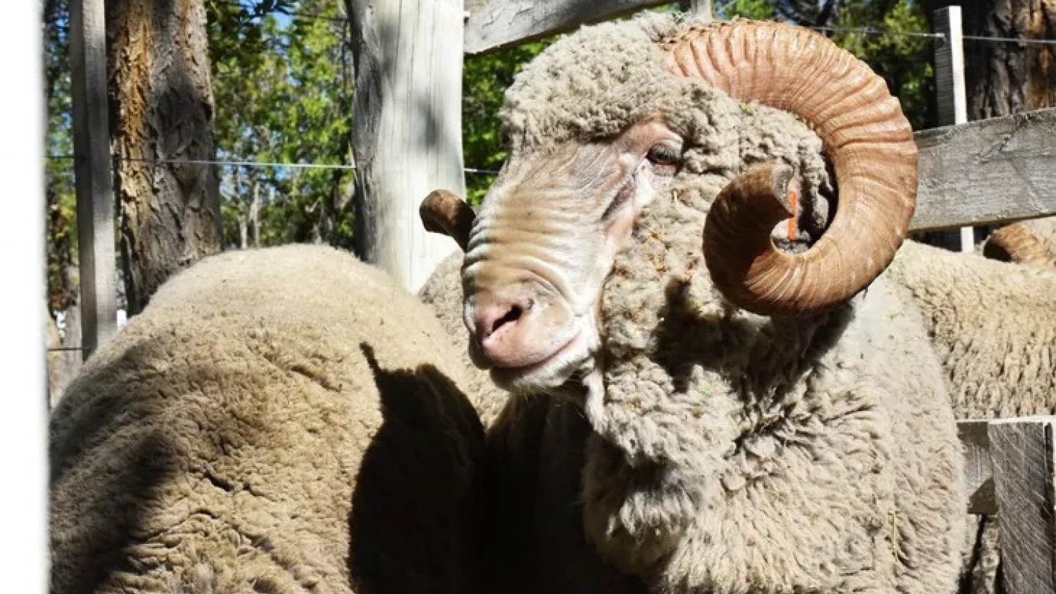 La lana toca máximos en siete años y el Merino apuesta a un repunte del stock ovino